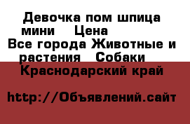 Девочка пом шпица мини  › Цена ­ 30 000 - Все города Животные и растения » Собаки   . Краснодарский край